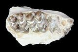 Oligocene Ruminant (Leptomeryx) Jaw Section #70091-2